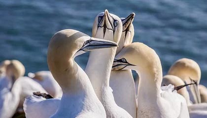 Kaiyun(中国)开云-罗马尼亚队赛制透视：团体赛制下的战略与个人表现，罗马尼亚联赛赛程